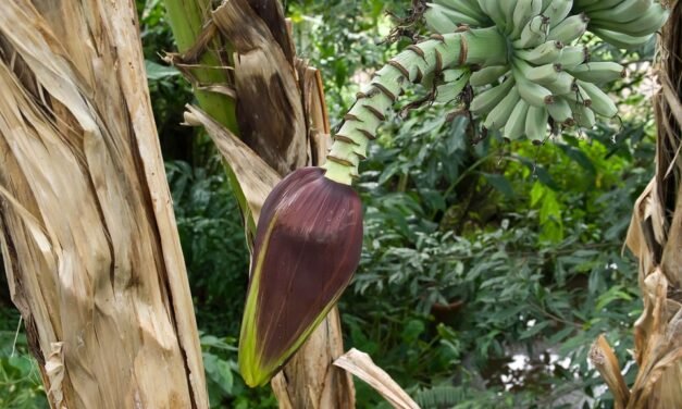 Virgo’s Connectivity In Love With All 12 Astrological Evidence