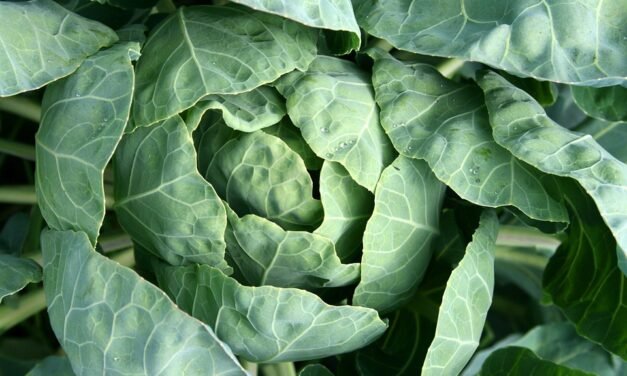 15+ 10-Min Breakfast Foods for Better Blood Sugar