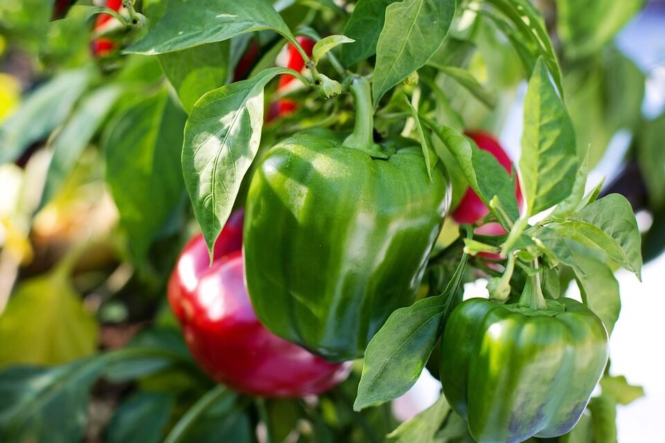 How Antioxidants Promote Sexual Health and Well-being