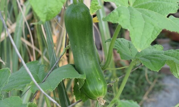 How Your Intestine Well being Impacts Virtually Each System In Your Physique