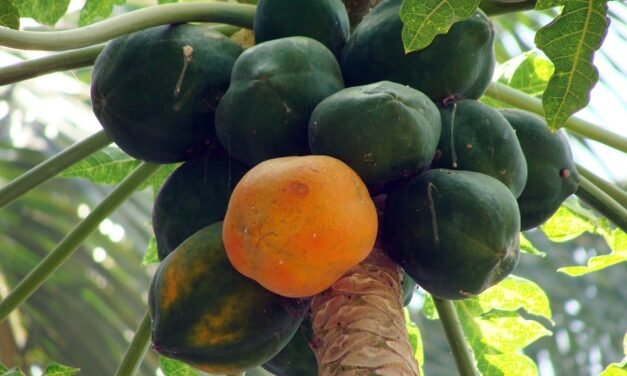 Lyme Circumstances Are Skyrocketing: The Best 3 Ways To Protect Yourself