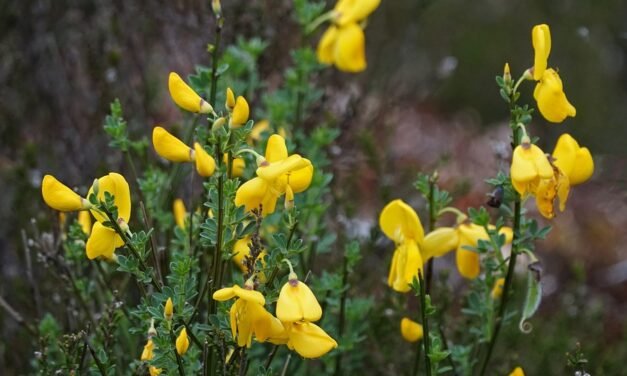 IV Vitamin Therapy: The Trend All is Talking About