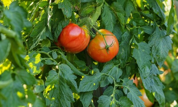 FAQs: CoQ10- Viva Magazine