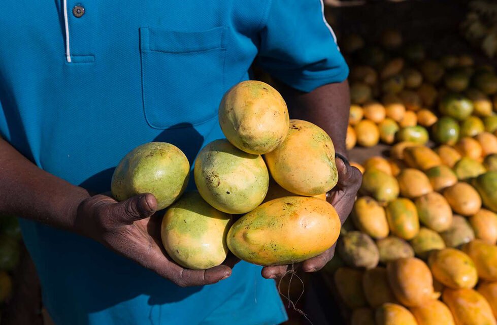 Wild African Mango – Viva Journal