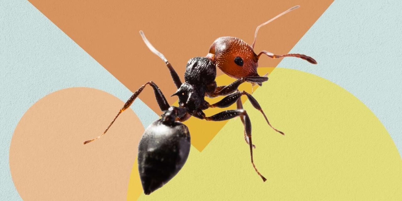 The #1 Method to Get Rid of Ants in Your Kitchen