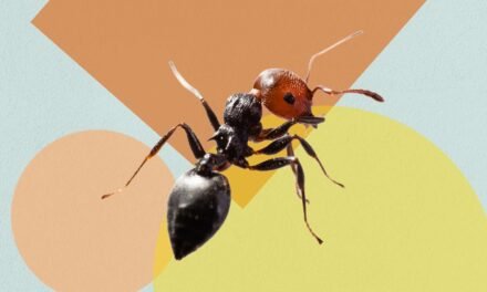 The #1 Method to Get Rid of Ants in Your Kitchen