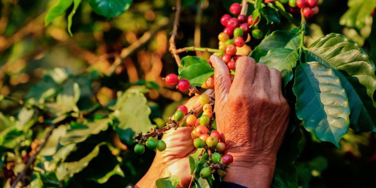 Why Your Morning Espresso Prices Extra and What You Can Do