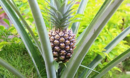 Bromelain for Joint Well being – Dietary supplements in Evaluate