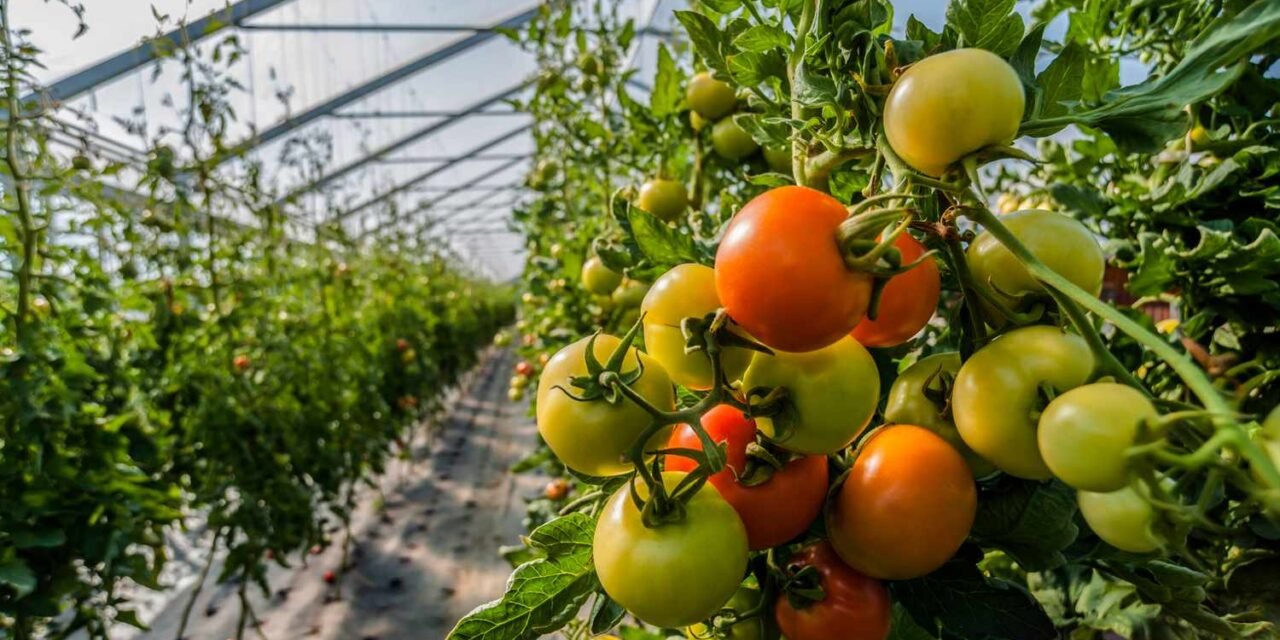 Why the Way forward for Rising Tomatoes Would possibly Be Indoors