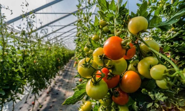 Why the Way forward for Rising Tomatoes Would possibly Be Indoors