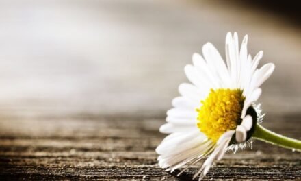 Extended Grief – HealthyWomen
