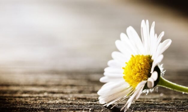 Extended Grief – HealthyWomen