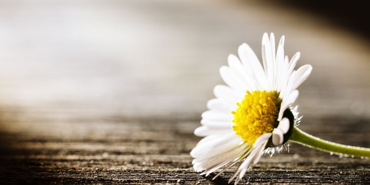Extended Grief – HealthyWomen