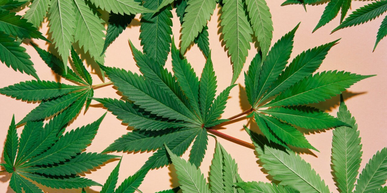 The most extensive research on cannabis and head function: what We Know Right Now