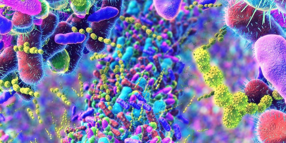 How Menopause Impacts the Intestine Microbiome