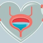 The connection between bladder well being and coronary heart well being