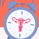 Understanding the Stages and Terms of Ovulation