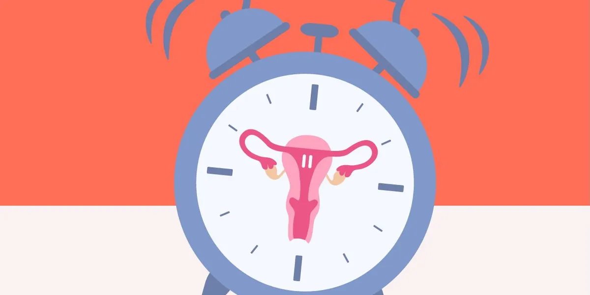 Understanding the Stages and Terms of Ovulation